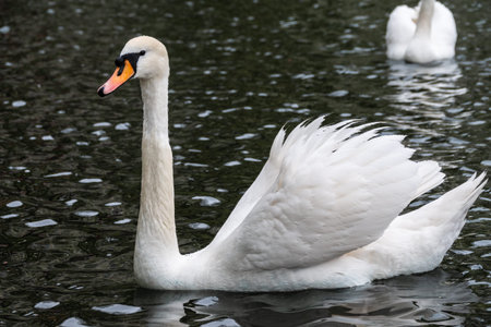 A graceful white swan swimming on a lake with dark water. The white swan is reflected in the water....