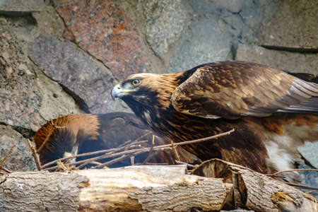 Golden Eagle sitting in a cage or aviary. The golden eagle, Aquila chrysaetos, is a bird of prey living in the Northern Hemisphere.の写真素材