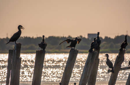A flock of cormorants sits on a old sea pier in orange sunset light. The great cormorant, Phalacrocorax carbo, known as the great black cormorant, or the black shag.の写真素材