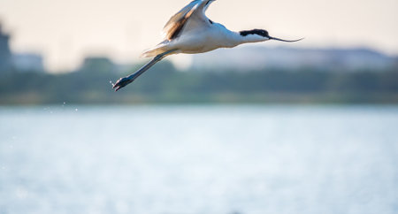 Water bird pied avocet, lat. Recurvirostra avosetta, flies over the lake. The pied avocet is a large black and white wader with long, upturned beak and long, bluish legsの写真素材