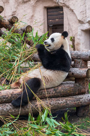 The Giant Panda Bear sits while eating a bamboo stalk. The giant panda, Ailuropoda melanoleucaの写真素材