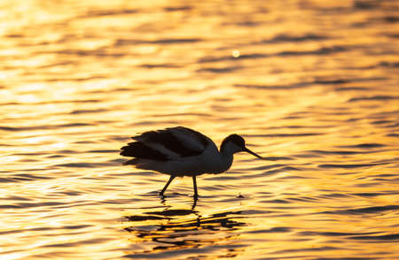Water bird pied avocet, Recurvirostra avosetta, standing in the water in orange sunset light. The pied avocet is a large black and white wader with long, upturned beak and long, bluish legsの写真素材