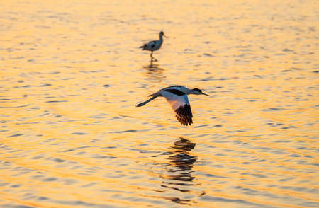 Water bird pied avocet, lat. Recurvirostra avosetta, flies over the lake. The pied avocet is a large black and white wader with long, upturned beak and long, bluish legsの写真素材