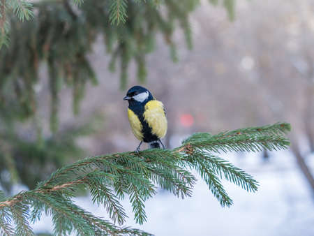 Cute bird Great tit, songbird sitting on the nice fir branch. Parus majorの写真素材