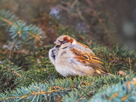 Sparrow sits on a fir branch in the sunset light. Sparrow on a branch in the autumn or winterの写真素材