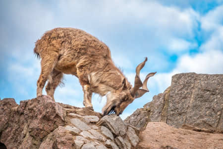 Markhor, Capra falconeri, wild goat native to Central Asia, Karakoram and the Himalayas standing on rock on blue sky background. Males have tightly curled, corkscrew-like horns, up to 160 cm longの写真素材