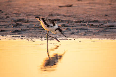 Water bird pied avocet, Recurvirostra avosetta, feeding in the lake. The pied avocet is a large black and white wader with long, upturned beak and long, bluish legsの写真素材