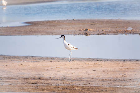 The pied avocet, Recurvirostra avosetta, is a large black and white wader with long, upturned beak and long, bluish legsの写真素材