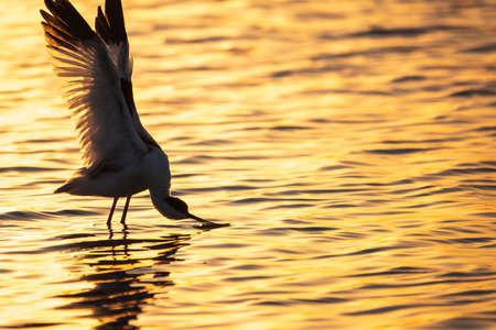 Water bird pied avocet, Recurvirostra avosetta, standing in the water in orange sunset light. The pied avocet is a large black and white wader with long, upturned beak and long, bluish legsの写真素材