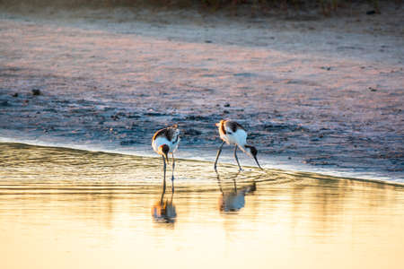 Two Water birds pied avocet, Recurvirostra avosetta, feeding in the lake. The pied avocet is a large black and white wader with long, upturned beak and long, bluish legsの写真素材