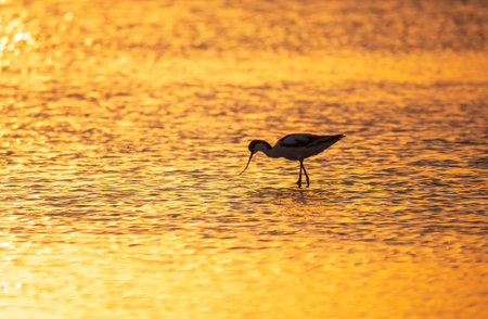 Water bird pied avocet, Recurvirostra avosetta, standing in the water in orange sunset light. The pied avocet is a large black and white wader with long, upturned beak and long, bluish legsの写真素材
