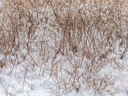 Bare branches of shrubs covered with fresh white snow. Copy space backgroundの写真素材