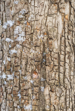 The texture of the bark of an old apple tree with snow in winter. Detailed bark texture. Natural backgroundの写真素材
