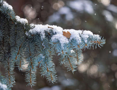 Snow-covered branches of blue spruce with needles in the sunset light. Fir branch in the rays of the sun. The blue spruce, Colorado spruce, or Colorado blue spruce, with the Latin name Picea pungens.の写真素材