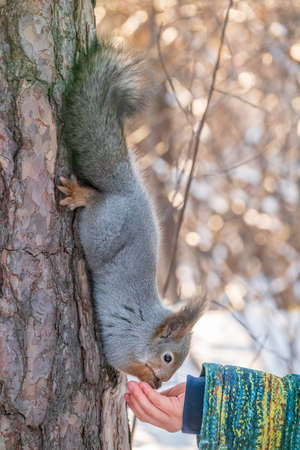 A little child in winter feeds a squirrel with a nut. Cute little boy feeding squirrel at winter parkの写真素材