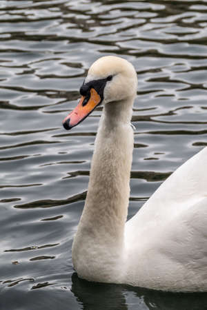 Portrait of a graceful white swan with long neck on dark water background. The mute swan, Cygnus olorの写真素材
