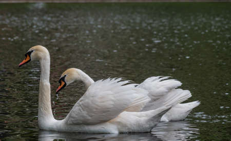 Two graceful white swans swim in the dark water. The mute swan, Cygnus olorの写真素材