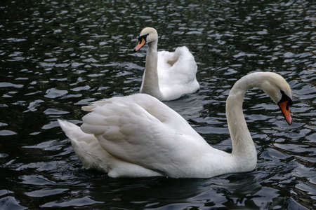 Two graceful white swans swim in the dark water. The mute swan, Cygnus olorの写真素材
