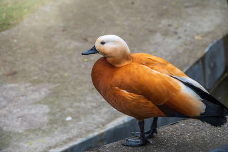 Ruddy shelduck stands on stone pavement, Ruddy shelduck, Tadorna ferruginea. It is waterfowl family of ducks, similar to the common. The bird has a orange-brown plumage with a lighter head.の写真素材