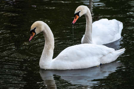 Two graceful white swans swim in the dark water. The mute swan, Cygnus olorの写真素材
