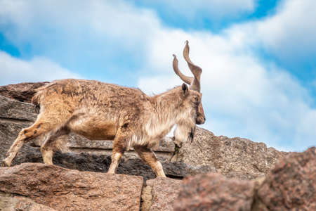 Markhor, Capra falconeri, wild goat native to Central Asia, Karakoram and the Himalayas standing on rock on blue sky background. Males have tightly curled, corkscrew-like horns, up to 160 cm longの写真素材