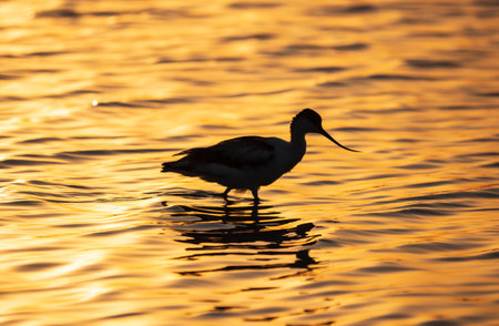 Water bird pied avocet, Recurvirostra avosetta, standing in the water in orange sunset light. The pied avocet is a large black and white wader with long, upturned beak and long, bluish legsの写真素材