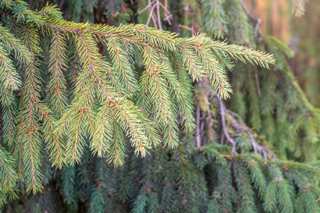 Green fir branches in winter at sunset. Branches of fir tree as background, closeup. Christmas backgroundの写真素材