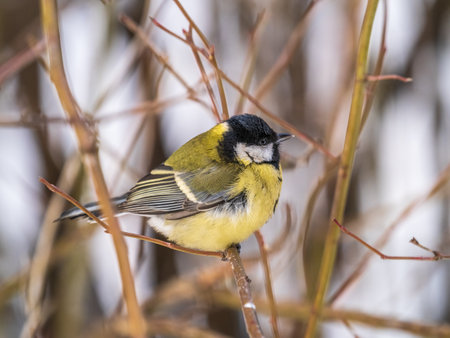 Cute bird Great tit, songbird sitting on a branch without leaves in the autumn or winter. Parus majorの写真素材