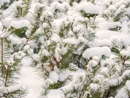 Green young pine trees covered in white snow. Winter natural background.の写真素材