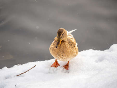 Yellow colored Mallard female Duck on the white snow background. Animal polymorphism. Portrait of a female of duck on the snow. Mallard, lat. Anas platyrhynchos, femaleの写真素材