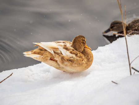 Yellow colored Mallard female Duck on the white snow background. Animal polymorphism. Portrait of a female of duck on the snow. Mallard, lat. Anas platyrhynchos, femaleの写真素材
