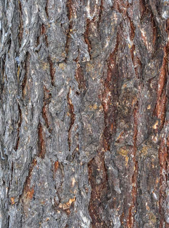 The bark of an old tree. Larch bark. Detailed bark texture.の写真素材