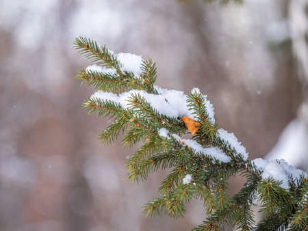 Green fir branches in winter covered with snow. Branches of fir tree as background, closeup. Christmas backgroundの写真素材