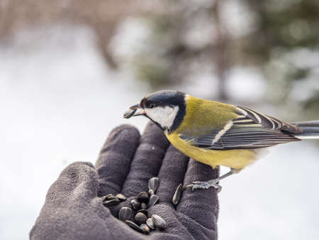 A tit sits on a man's hand and eats seeds. Taking care of birds in winter.の写真素材