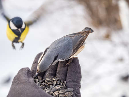 The Eurasian nuthatch eats seeds from a palm. Hungry bird wood nuthatch eating seeds from a hand during winter or autumn. Caring for animals in winter or autumn.の写真素材