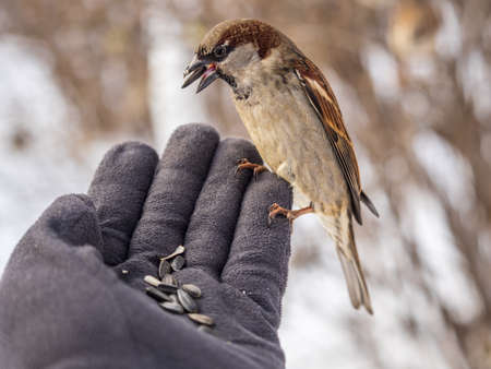 Sparrow eats seeds from a man's hand. A Sparrow bird sitting on the hand and eating nuts.の写真素材