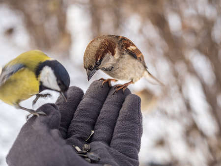 Sparrow eats seeds from a man's hand. A Sparrow bird sitting on the hand and eating nuts.の写真素材