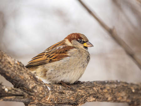 Sparrow sits on a branch without leaves. Sparrow on a branch in the autumn or winterの写真素材