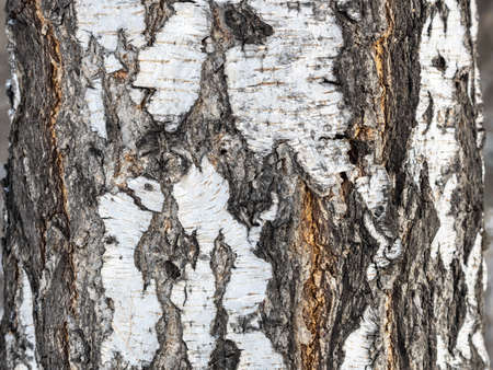 Birch bark texture. The texture of the birch bark. Birch bark background. Birch tree trunk, Betula pendula.の写真素材