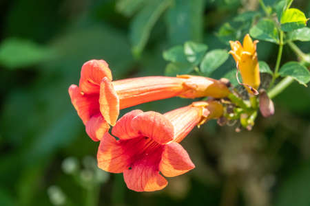 Red flowers of Campsis grandiflora in blossoming during summer. Campsis grandiflora, commonly known as the Chinese trumpet vineの写真素材