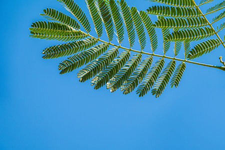 Acacia leaves on the blue sky background in summer sunshine. Selective focus on luscious green...