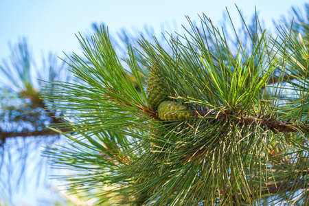 Small pine cones surrounded by green needles with a nice blur. Blurred pine needles in background. Background of Christmas tree branches.の写真素材