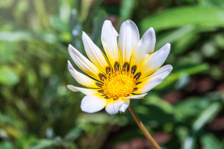 White garden flower Arctotis or Osteospermum with blurry background. White daisybushes, or african daisy. White Osteospermum with yellow centerの写真素材