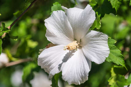White flowers of Hibiscus grandiflorus, the swamp rosemallow. Close-up of a crimsoneyed rosemallow flowerの写真素材