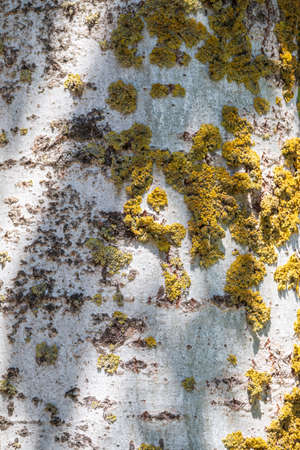 Old Hornbeam tree bark texture with green moss. The texture of tree bark with mossの写真素材