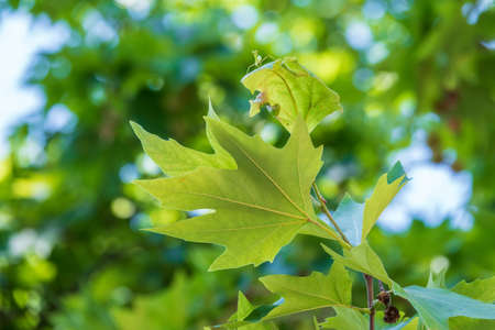 Green Leaves of Pltatanus oreintalis tree in sunset light. Platanus orientalis, the Old World sycamore or Oriental plane.の写真素材