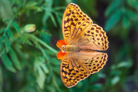 The dark green fritillary butterfly collects nectar on flower. Speyeria aglaja, previously known as Argynnis aglaja is a species of butterfly in the family Nymphalidae.の写真素材