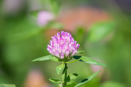 Purple Clover Flower, Red clower, Trifolium pratense, blooms in a meadow. Fresh pink Clover in green spring fields. Beauty Trifolium pratense red flower grows on summer pasture, sunny light dayの写真素材