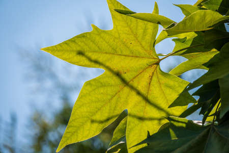 Green Leaves of Pltatanus oreintalis tree in sunset light. Platanus orientalis, the Old World sycamore or Oriental plane.の写真素材
