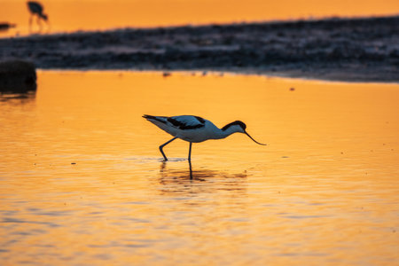 Water bird pied avocet, Recurvirostra avosetta, standing in the water in orange sunset light. The pied avocet is a large black and white wader with long, upturned beak and long, bluish legsの写真素材